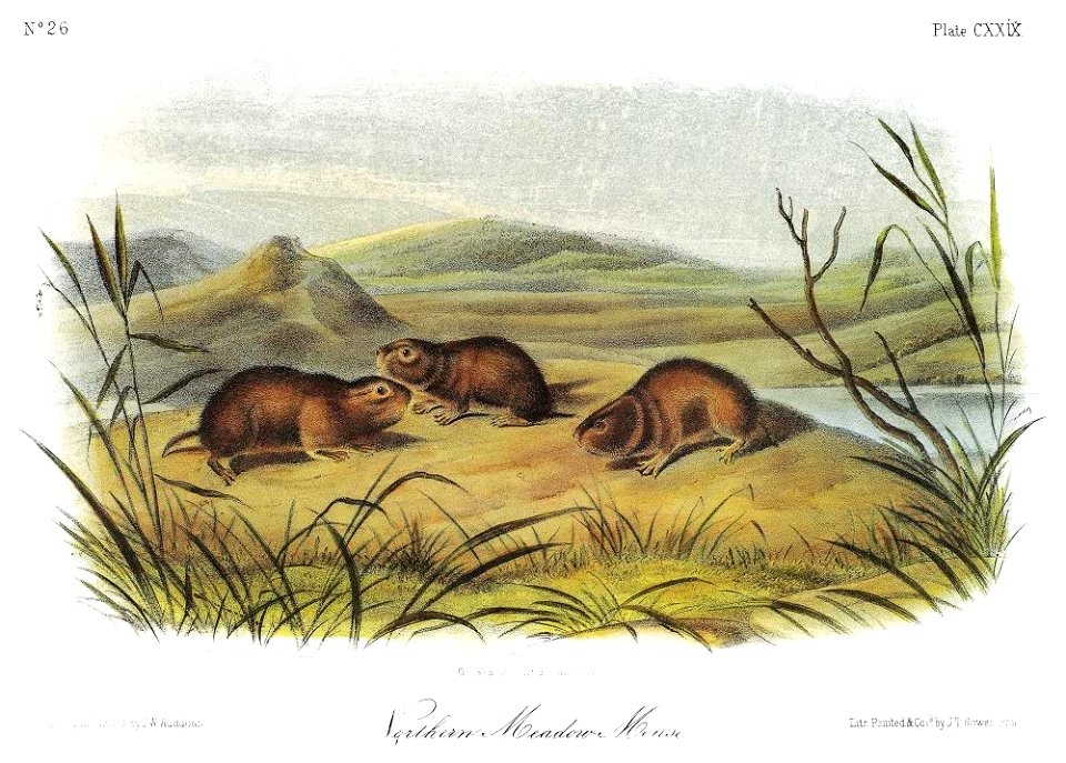 Audubon Vole Neastern Heather Vole (Phenacomys Ungava) Lithograph C1854 After A Painting By John Woodhouse Audubon For John James AudubonS Viviparous Quadrupeds Of North America