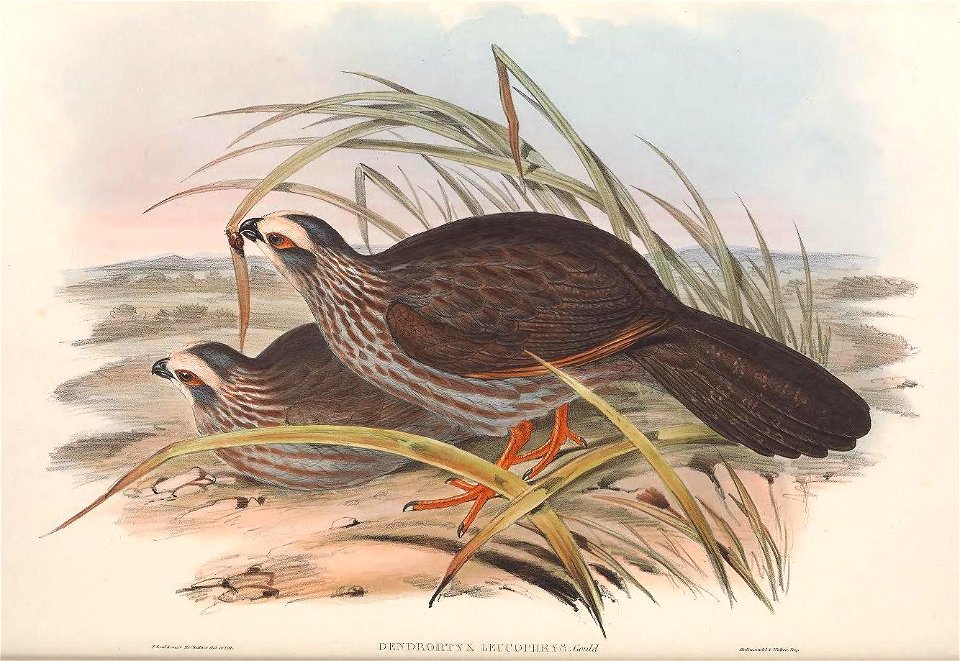 Dendrortyx leucophrys - A monograph of the Odontophorinæ, or, Partridges of America