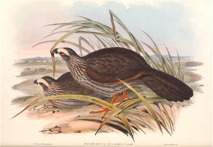 Dendrortyx leucophrys - A monograph of the Odontophorinæ, or, Partridges of America photo