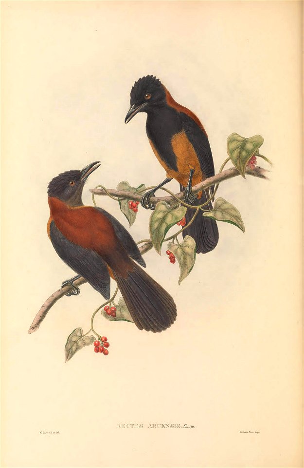 Rectes aruensis = Pitohui uropygialis aruensis - The birds of New Guinea and the adjacent Papuan islands : including many new species recently discovered in Australia. v.1 (Plate LVI).