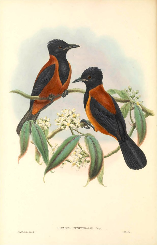 Rectes uropygialis = Pitohui uropygialis - The birds of New Guinea and the adjacent Papuan islands : including many new species recently discovered in Australia. v.1 (Plate LIV).
