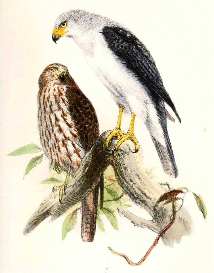 English:  « Accipiter poliocephalus » = Accipiter poliocephalus (Grey-headed Goshawk) - adult and juvenileFrançais :  « Accipiter poliocephalus » = Accipit