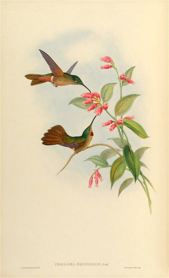 Phaiolaema aequatorialis = Heliodoxa rubinoides aequatorialis [1]
