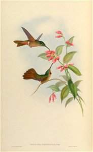 Phaiolaema aequatorialis = Heliodoxa rubinoides aequatorialis [1]