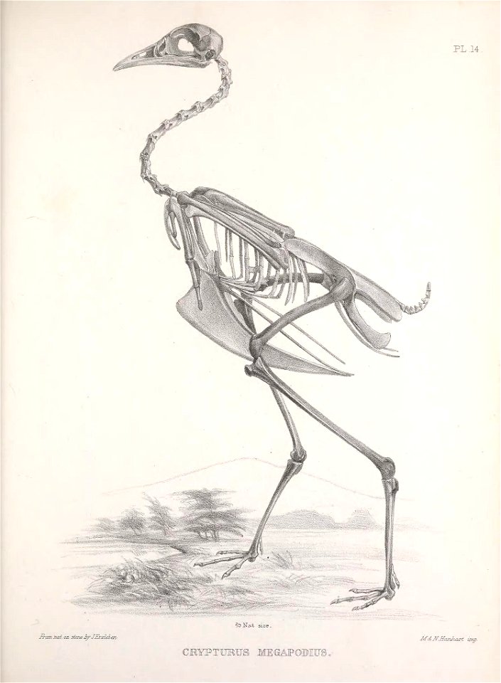 PL .14 . 
Frcmiiat. on steae-if-JHrxkim, 
CRYPT"UB¥S MEGAPOMFS, 

M&MHazilutzt