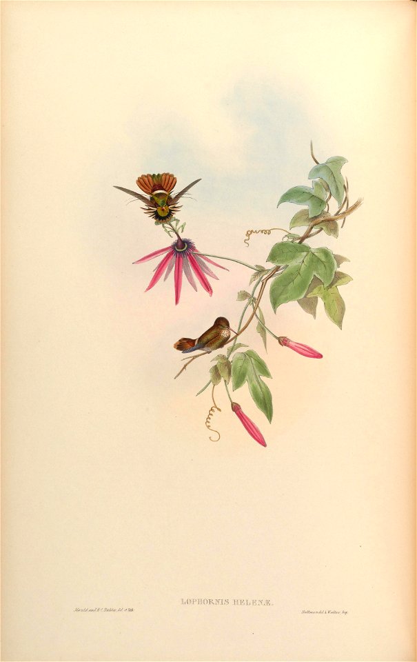Lophornis helenae [1]
