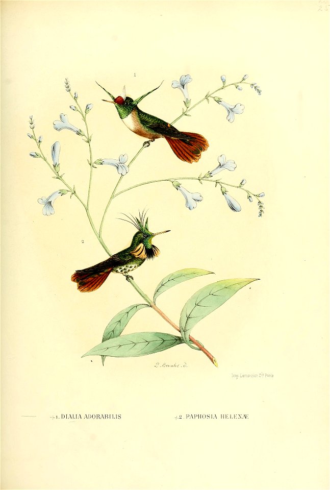 Dialia adorabilis = Lophornis adorabilis[1], Paphosia helenae = Lophornis helenae[2]