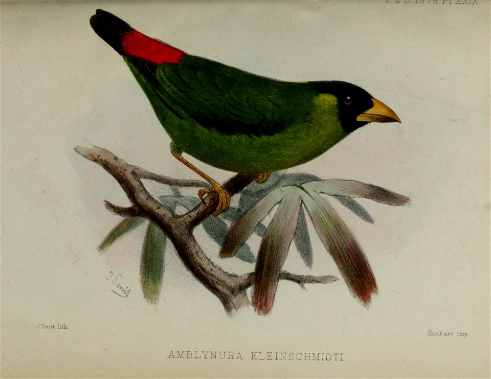 Coloured image of Erthrythura kleinschimdt
