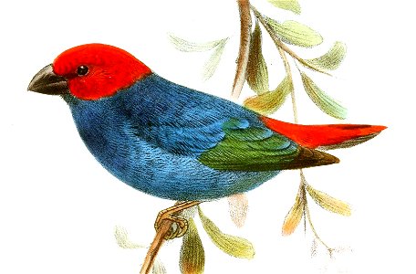 English:  « Erythrospiza regia » = Erythrura regia regia (Subspecies of Royal Parrotfinch)Français :  « Erythrospiza regia » = Erythrura regia regia (Sous-