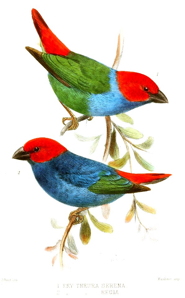 English:  
 « Erythrospiza serena » = Erythrura regia serena (Subspecies of Royal Parrotfinch)
2. « Erythrospiza regia » = Erythrura regia regia (Subspecies of Royal Parro