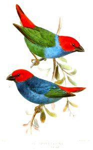 English:  
 « Erythrospiza serena » = Erythrura regia serena (Subspecies of Royal Parrotfinch)
2. « Erythrospiza regia » = Erythrura regia regia (Subspecies of Royal Parro