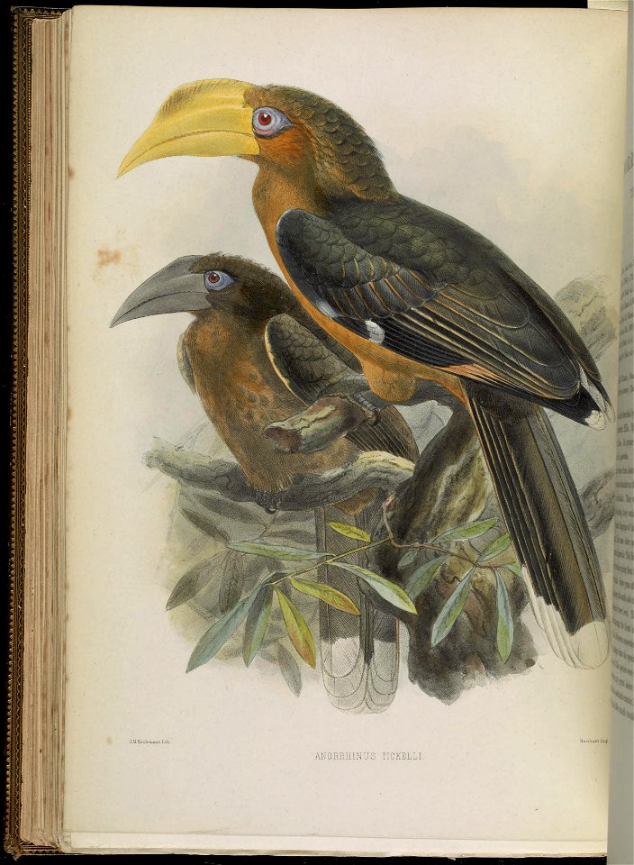 A monograph of the Bucerotidæ, or family of the hornbills.