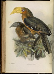 A monograph of the Bucerotidæ, or family of the hornbills.