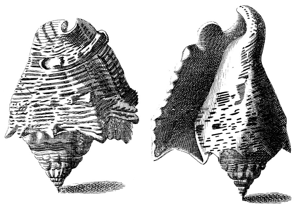 Strombus-raninus-001