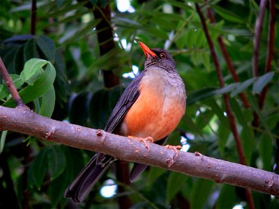 Turdus abyssinicus This photo was taken by Christiaan Kooyman on 6 January 2006 in Nanyuki, Kenya.