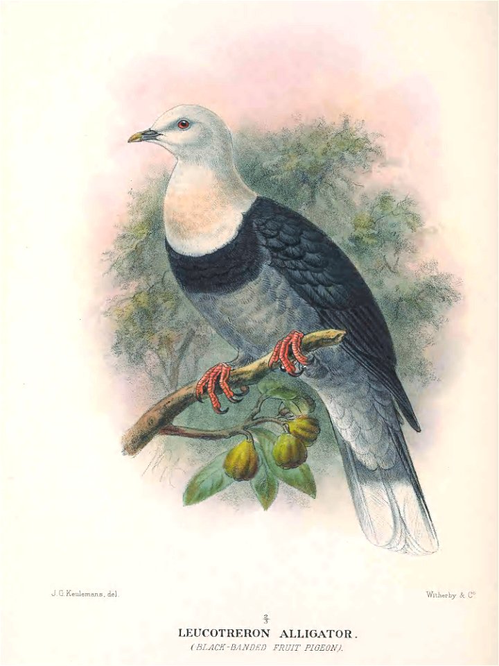 Black-banded Fruit Dove (Leucotreron alligator = Ptilinopus alligator) on the colour plate 21 from The Birds  of Australia vol. 1