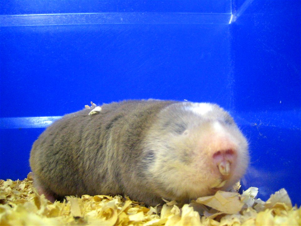Adult silvery mole rat (blesmol)