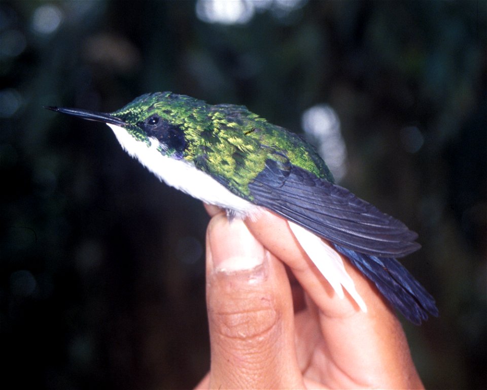 Black-eared Fairy (Heliothryx auritus). Male from Cordillera del Cóndor, Ecuador.