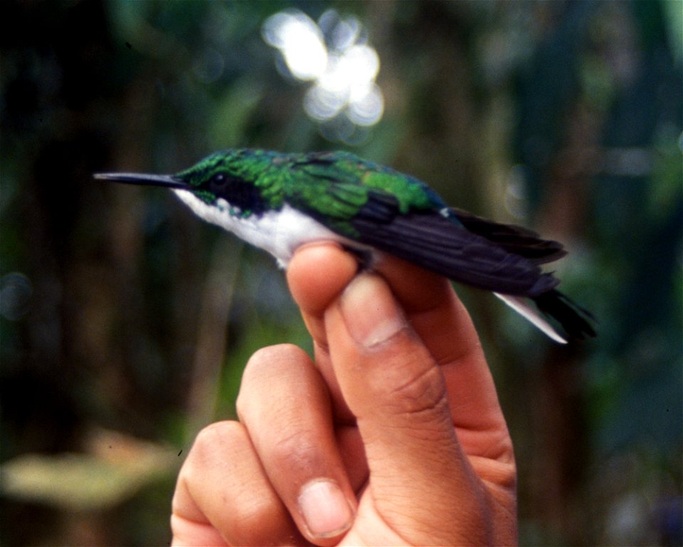 Black-eared Fairy (Heliothryx auritus). Male from Cordillera del Cóndor, Ecuador.