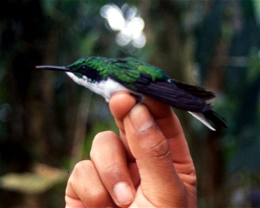 Black-eared Fairy (Heliothryx auritus). Male from Cordillera del Cóndor, Ecuador.