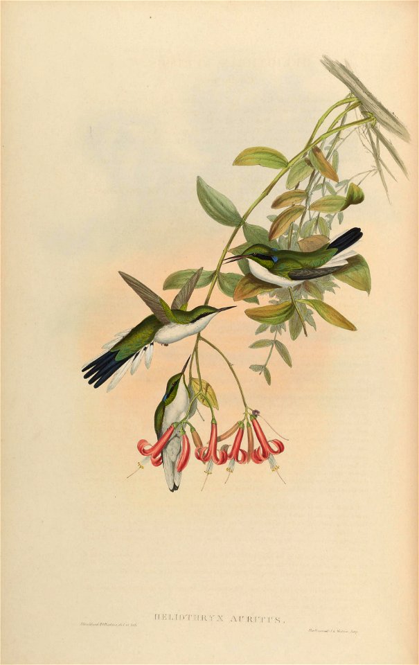 Heliothryx auritus