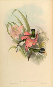 Heliothryx auriculata = Heliothryx aurita auriculata [1]