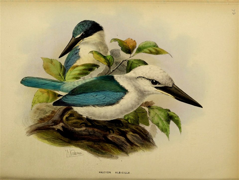 HALCYON N IGROCYAN E A .