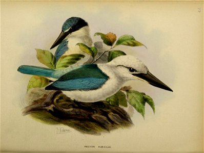 HALCYON N IGROCYAN E A .