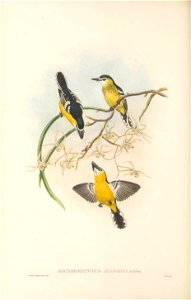 Machaerirhynchus albifrons = Machaerirhynchus flaviventer albifrons - The birds of New Guinea and the adjacent Papuan islands : including many new species recently discovered in Australia. v.2 (P