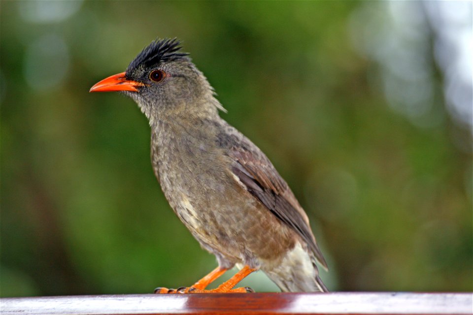 Hypsipetes crassirostriss ("Seychelles Bulbul")) on Praslin island on the Seychelles