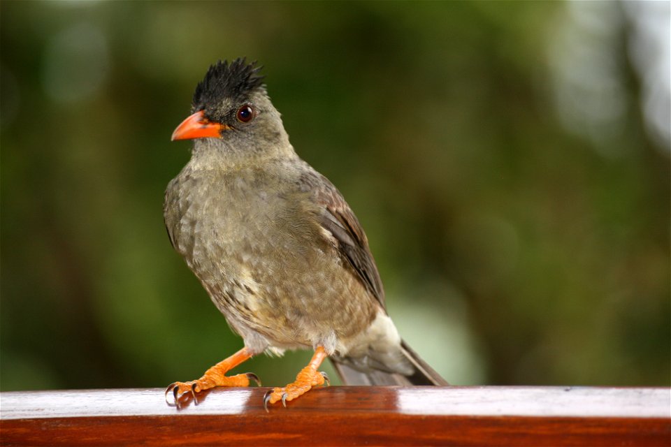 Hypsipetes crassirostriss ("Seychelles Bulbul")) on Praslin island on the Seychelles