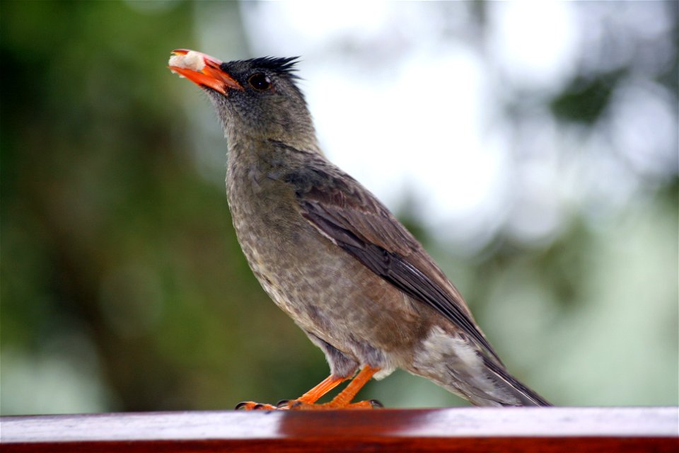 Hypsipetes crassirostriss ("Seychelles Bulbul")) on Praslin island on the Seychelles