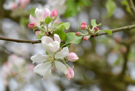 Nature apple garden