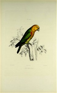 PL , XXVI 

Pyrilia lypica, 1 B ç