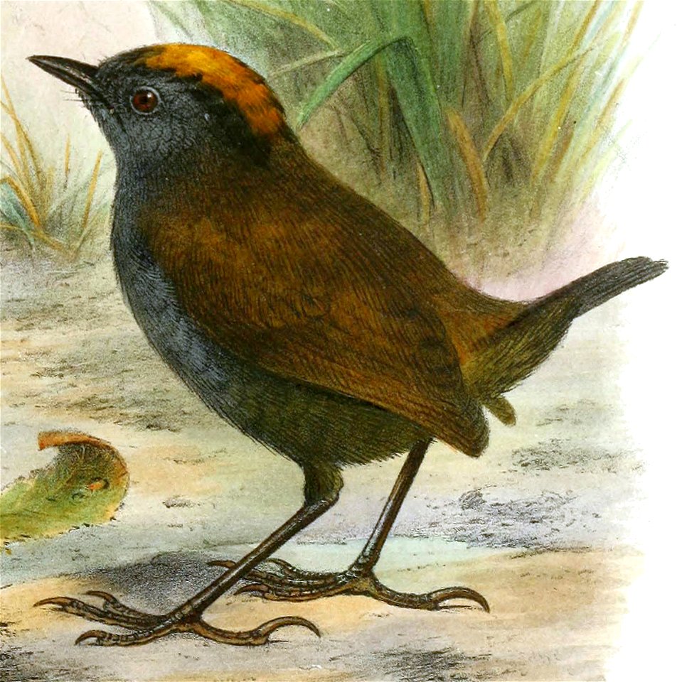 Zeledonia coronata