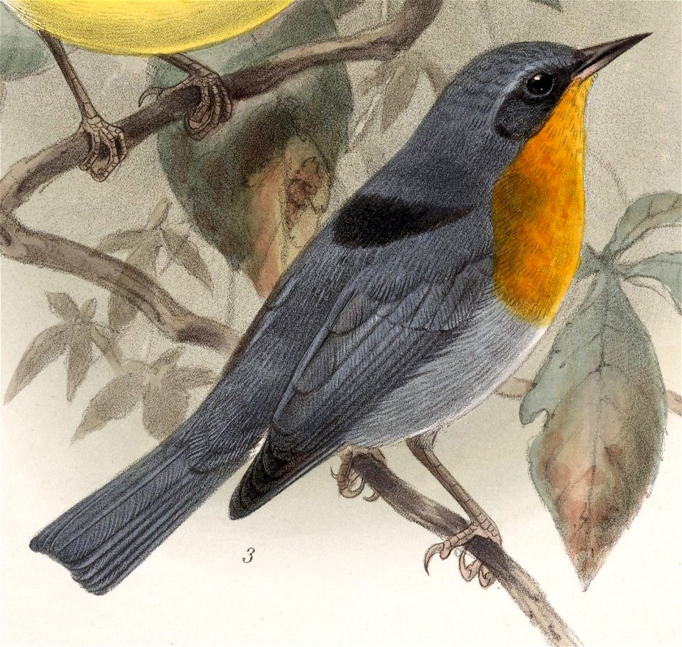 English:  « Parula gutturalis » = Oreothlypis gutturalis (Flame-throated Warbler)Français :  « Parula gutturalis » = Oreothlypis gutturalis (Paruline embra