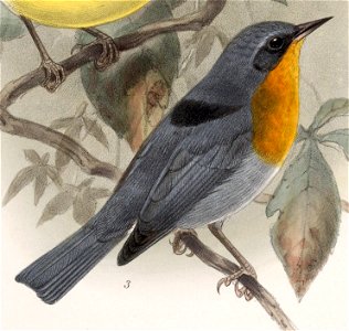 English:  « Parula gutturalis » = Oreothlypis gutturalis (Flame-throated Warbler)Français :  « Parula gutturalis » = Oreothlypis gutturalis (Paruline embra