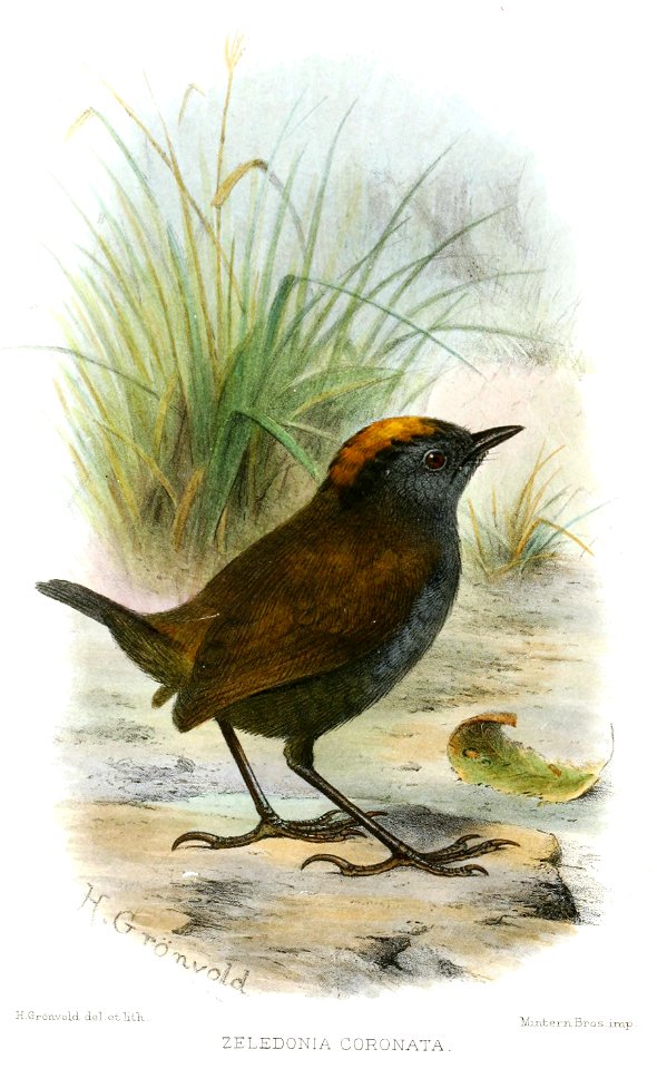 Zeledonia coronata