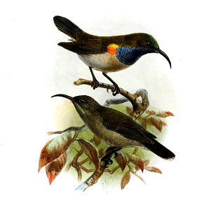 Nectarinia dussumieri