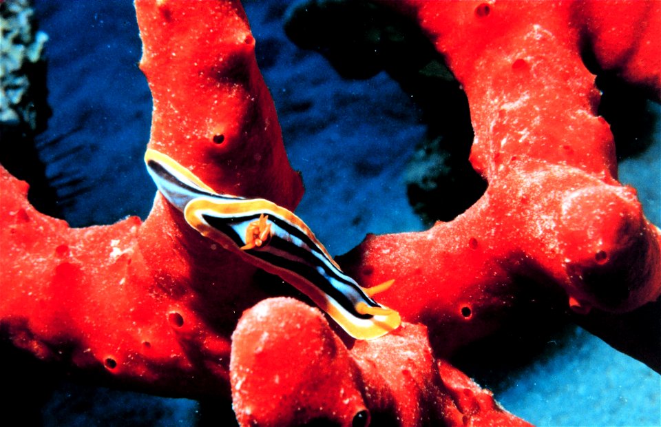 Chromodoris quadricolor in the Gulf of Aqaba, Red Sea
