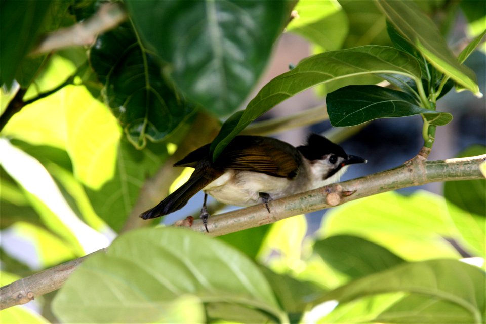 Taiwan Bulbul near Howard Beach Resort in Kenting.