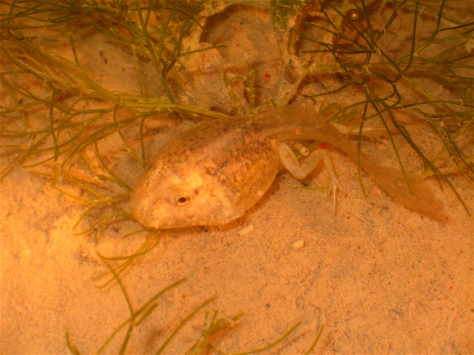 Tadpole of 

24 March 2006 - 23h30
Notre-Dame-de-Londres - Hérault - France
By David Delon