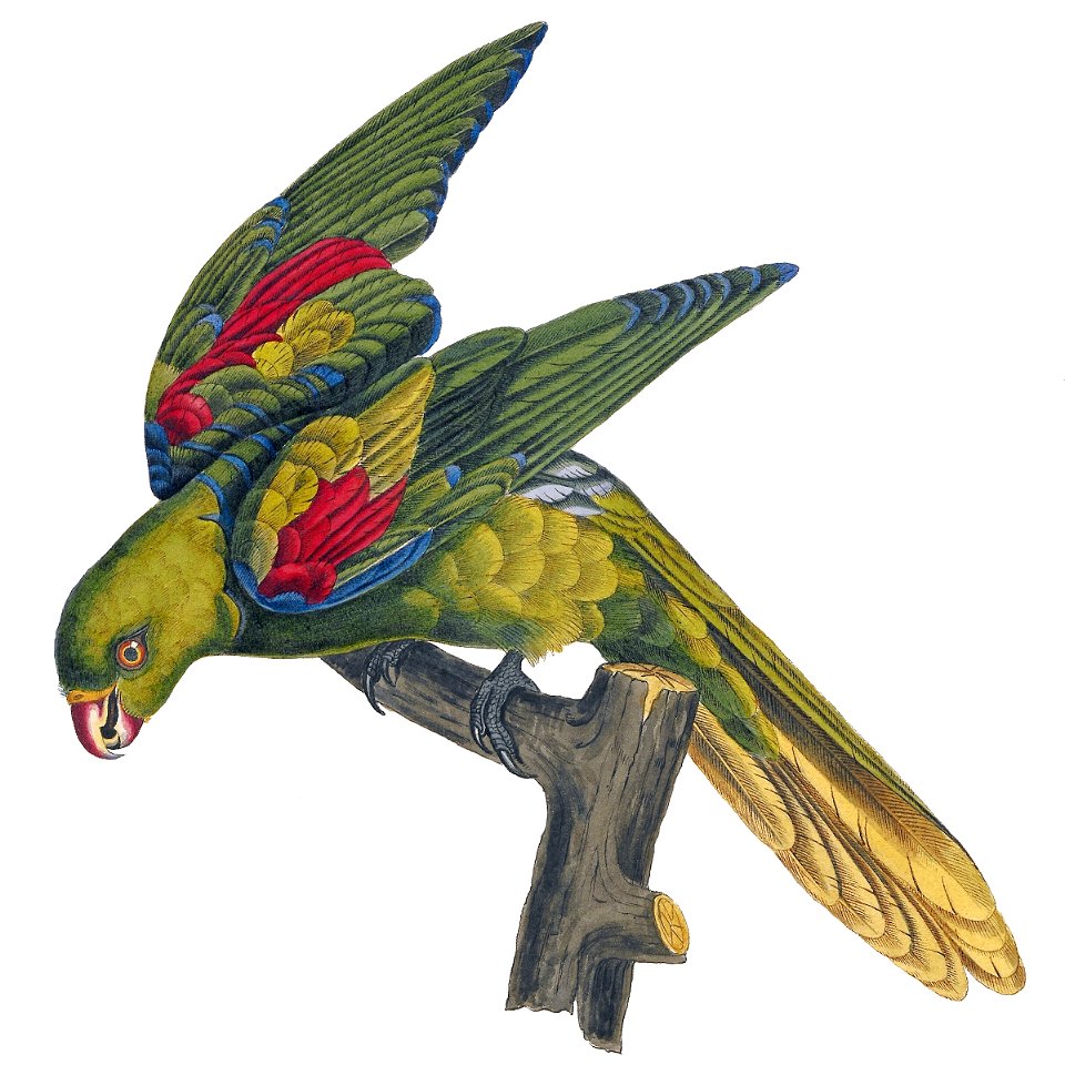 Platycercus vulneratus