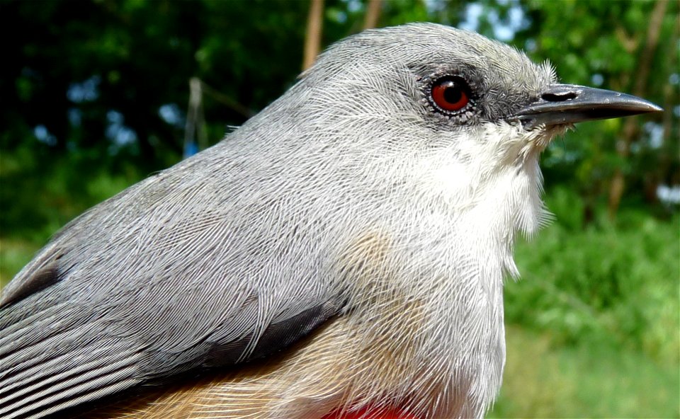 Picture of Zosterops mauritianus from Mauritius Island
