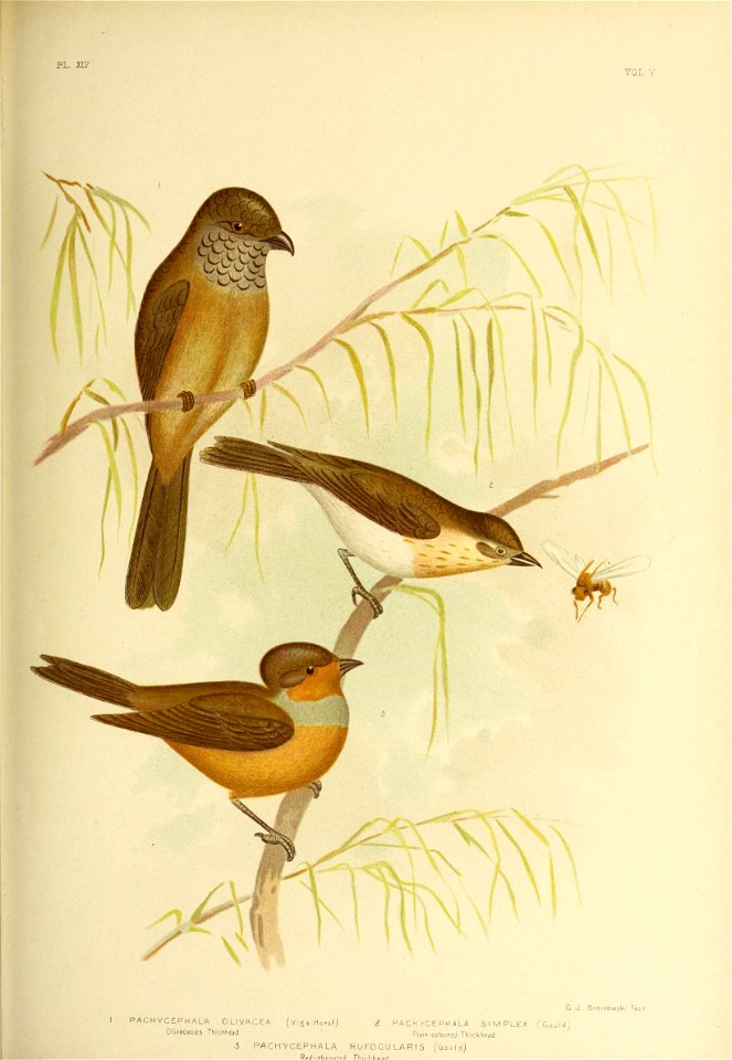 pl m 
VOL V 
G.J , Bnoinowski Feci !■ 
PACHYCEPH ALA OLIVACEA (Vig S HoPsfj 2 PACHYCEPHALA SIMPLEX (Gould) 
Olivaceous Thickhead Plam-colouped Th.ckhead 
5 PACH'YCEP HA LA RUFOGULARIS (Gould) 

R