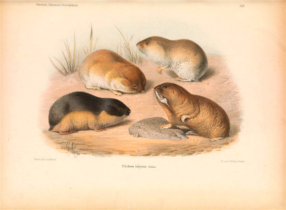 Plate on the page 207 Fig. Ellobius talpinus = Ellobius tancrei