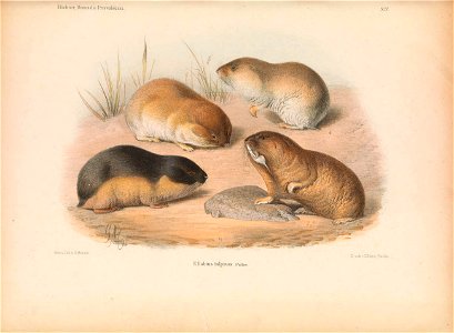 Plate on the page 207 Fig. Ellobius talpinus = Ellobius tancrei