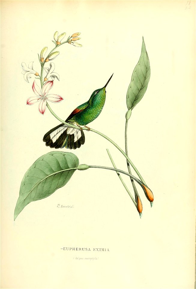 Eupherusa eximia