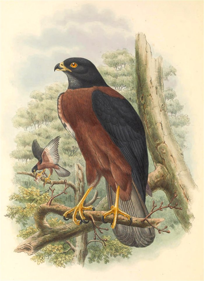 Astur melanochlamys = Accipiter melanochlamys - The birds of New Guinea and the adjacent Papuan islands : including many new species recently discovered in Australia. v.1 (Plate I).