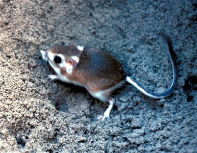 Padre Island kangaroo rat (Dipodomys compactus compactus) photo
